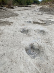 Acrocanthosaurus atokensis