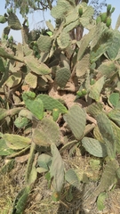 Opuntia ficus-indica