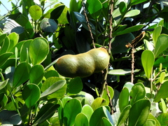 Macropsychanthus violaceus