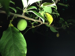 Prunus limeixing