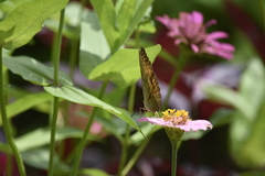Cirrochroa tyche mithila