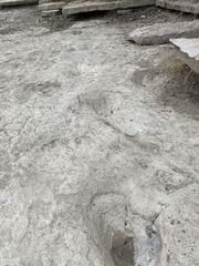 Acrocanthosaurus atokensis
