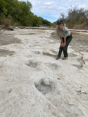 Acrocanthosaurus atokensis