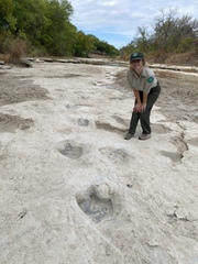 Acrocanthosaurus atokensis