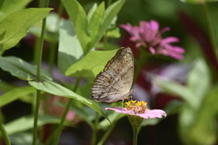 Cirrochroa tyche mithila