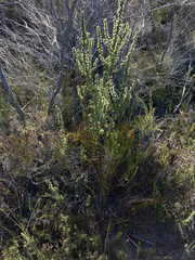 Cliffortia stricta