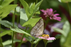 Cirrochroa tyche mithila