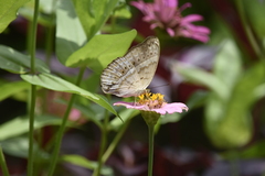 Cirrochroa tyche mithila