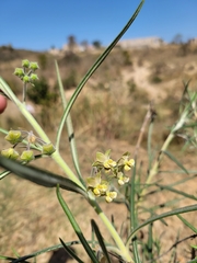 Gomphocarpus tomentosus