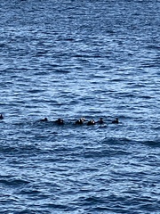 Melanitta perspicillata