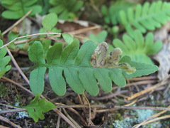 Phytomyza scolopendri