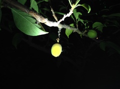 Prunus limeixing