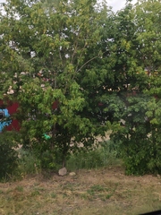 Acer negundo