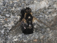 Micomitra stupida