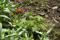 Papilio demoleus malayanus