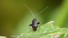 Ectmetopterus micantulus