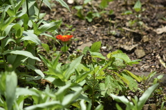 Papilio demoleus malayanus
