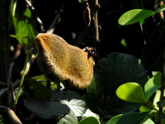 Macropsychanthus violaceus
