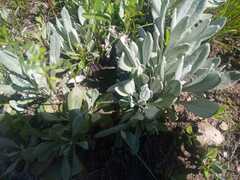 Packera candidissima