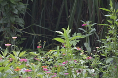 Papilio clytia