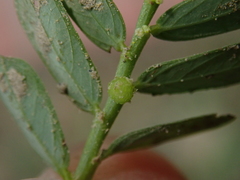 Phyllanthus urinaria hookeri