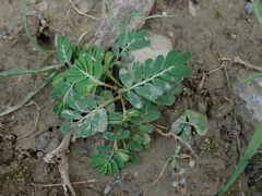 Phyllanthus urinaria hookeri