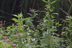 Papilio clytia