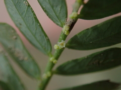 Phyllanthus urinaria hookeri