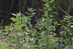 Papilio clytia