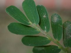Phyllanthus urinaria hookeri