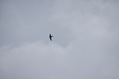 Aerodramus germani germani
