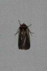 Ochropleura