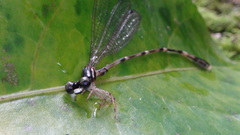 Protosticta taipokauensis