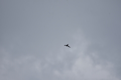 Aerodramus germani germani