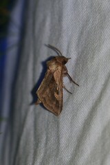 Bellura densa