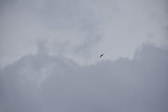 Aerodramus germani germani