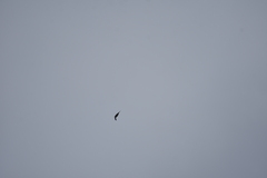 Aerodramus germani germani