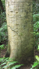 Cavanillesia platanifolia