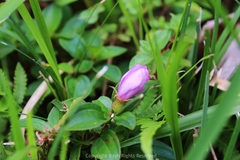 Melastoma dodecandrum