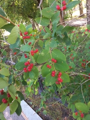 Lonicera tatarica