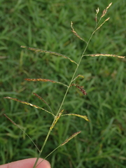 Eriochloa procera