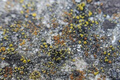 Intralichen christiansenii