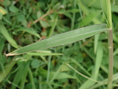 Eriochloa procera