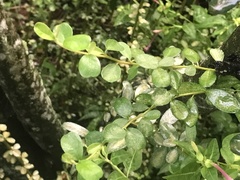 Maclura cochinchinensis