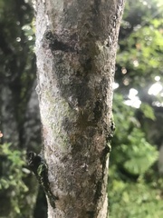Maclura cochinchinensis