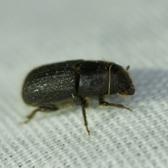 Dendroctonus terebrans
