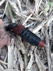 Platydracus phoenicurus