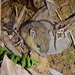 Chestnut White-bellied Rat - Photo (c) Tommy, some rights reserved (CC BY-NC)