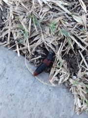 Platydracus phoenicurus