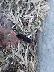 Platydracus phoenicurus